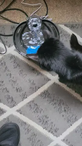 automatic pet drinking water fountain #water #cat #pet
