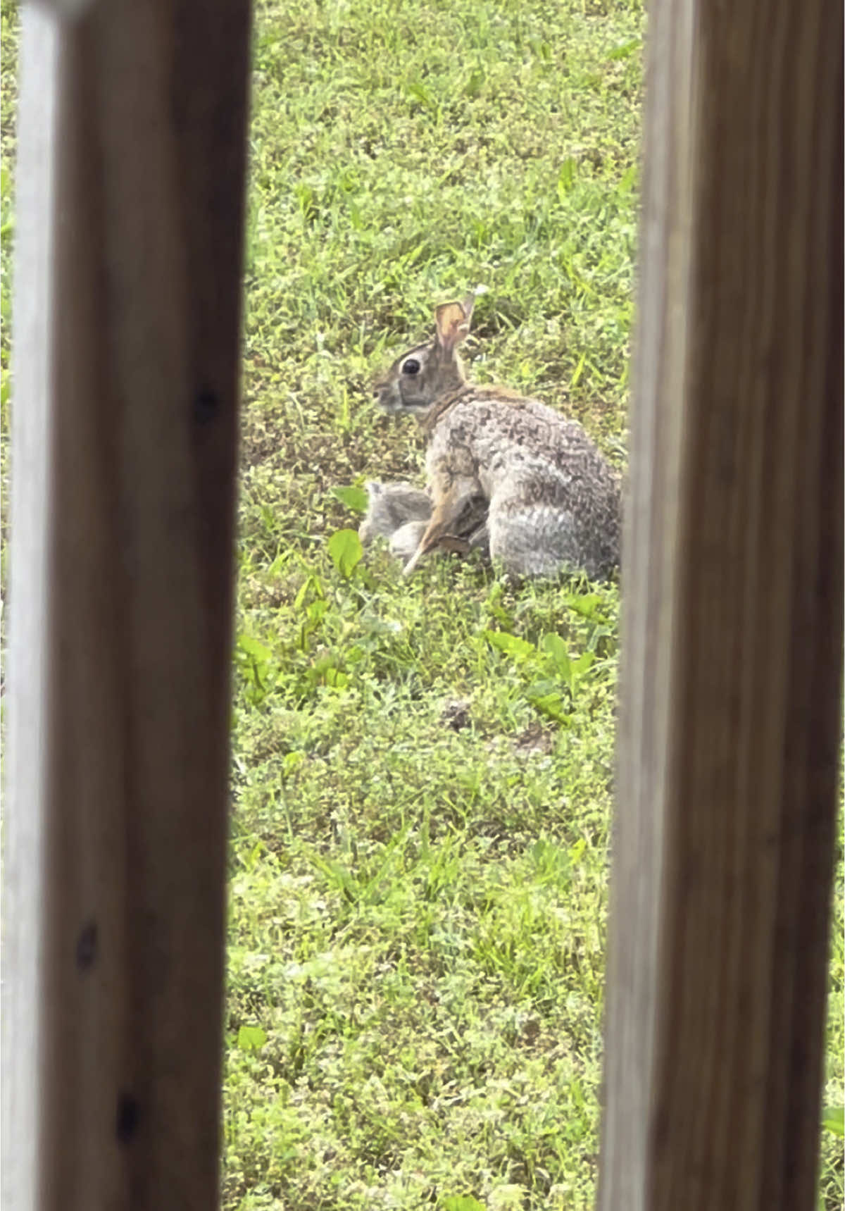 Never have I ever seen a wild momma bunny nursing her babbies before. #bunnies #babybunnies #garden #backyardvibes #gardenmusthaves #awe #onceinalifetime 