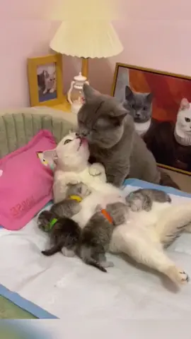 Happy cats 🐈 🐈‍⬛ 🐱 #catsinlove #catsoftiktok #catmom #myloveismineallmine #cutecats #catmemes #couple #relationships #Love 