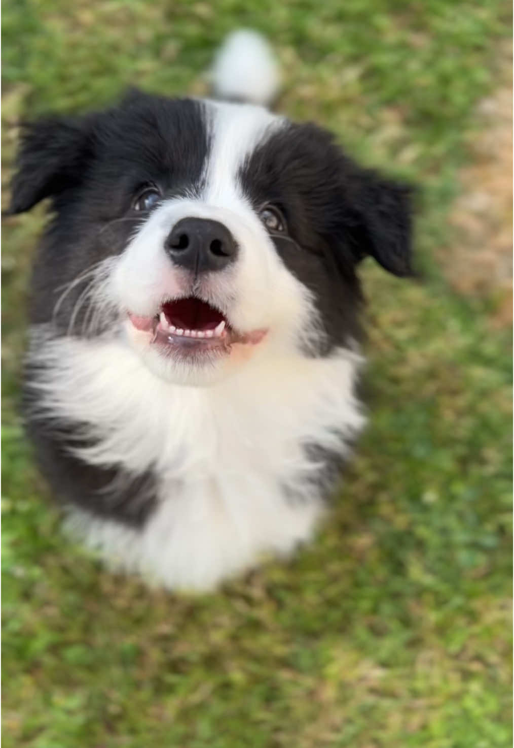 She’s to cute ❤️😭 #fyp #puppy #cute #puppiesoftiktok #bordercollie #bordercolliesoftiktok #bordercolliepuppy #trend #trending #foryoupage #viral #DogTraining #showdog #foru