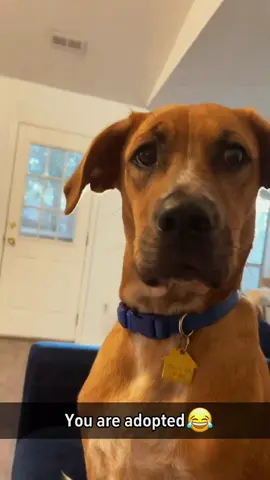 Try not to laugh 😂😂😂 #animals #funny #pet #dog #funnyanimals #funnyvideos #haha #dogsoftiktok #cat #funnypets #PetsOfTikTok 
