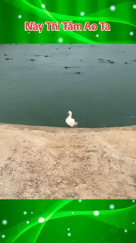 Này Thì Tắm Ao Ta #duck #funnyvideos #funnyanimals #funny