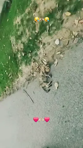 #catsoftiktok #Love #cute #rescue #help 