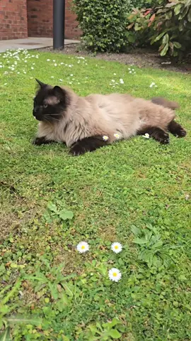 Oh Monty ❤️ #ragdoll #cat #ragdollsoftiktok 