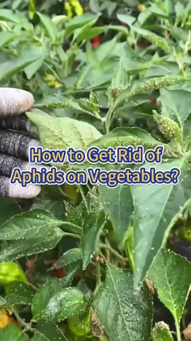 #garden #gardening #pant #farm #plants #farmlife #farming #agriculture #gardening101 #vegtables #plantingseason #gardens #hardentips #planttips #diseasepreve #pestcontrol #pesticides #diseaseprevention #gardenhack 