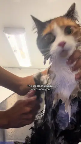 This was her first time too 😬#cattok #catsoftiktok #calico #creatorsearchinsights 
