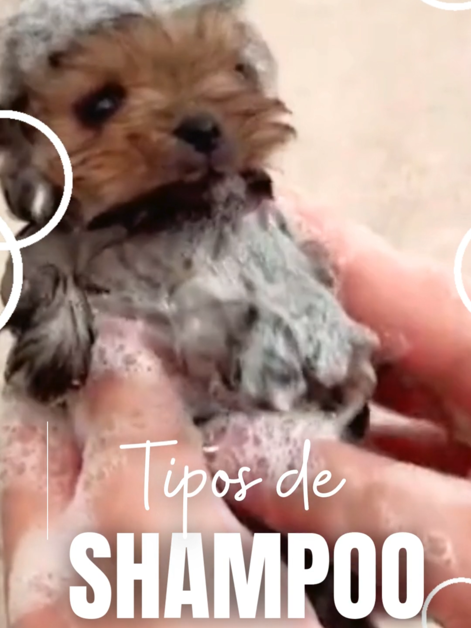 💧 ¿Estás usando el Shampoo ideal para tu Mascota? 🐶🐱 Aquí te contamos los tipos de shampoo que hay según la necesidad que tengas. Si aún no estás segur@, escríbenos y te asesoramos 📲3042841353 #mascotas #grooming #shampoo #baño #pets #amomiperro #amomigato