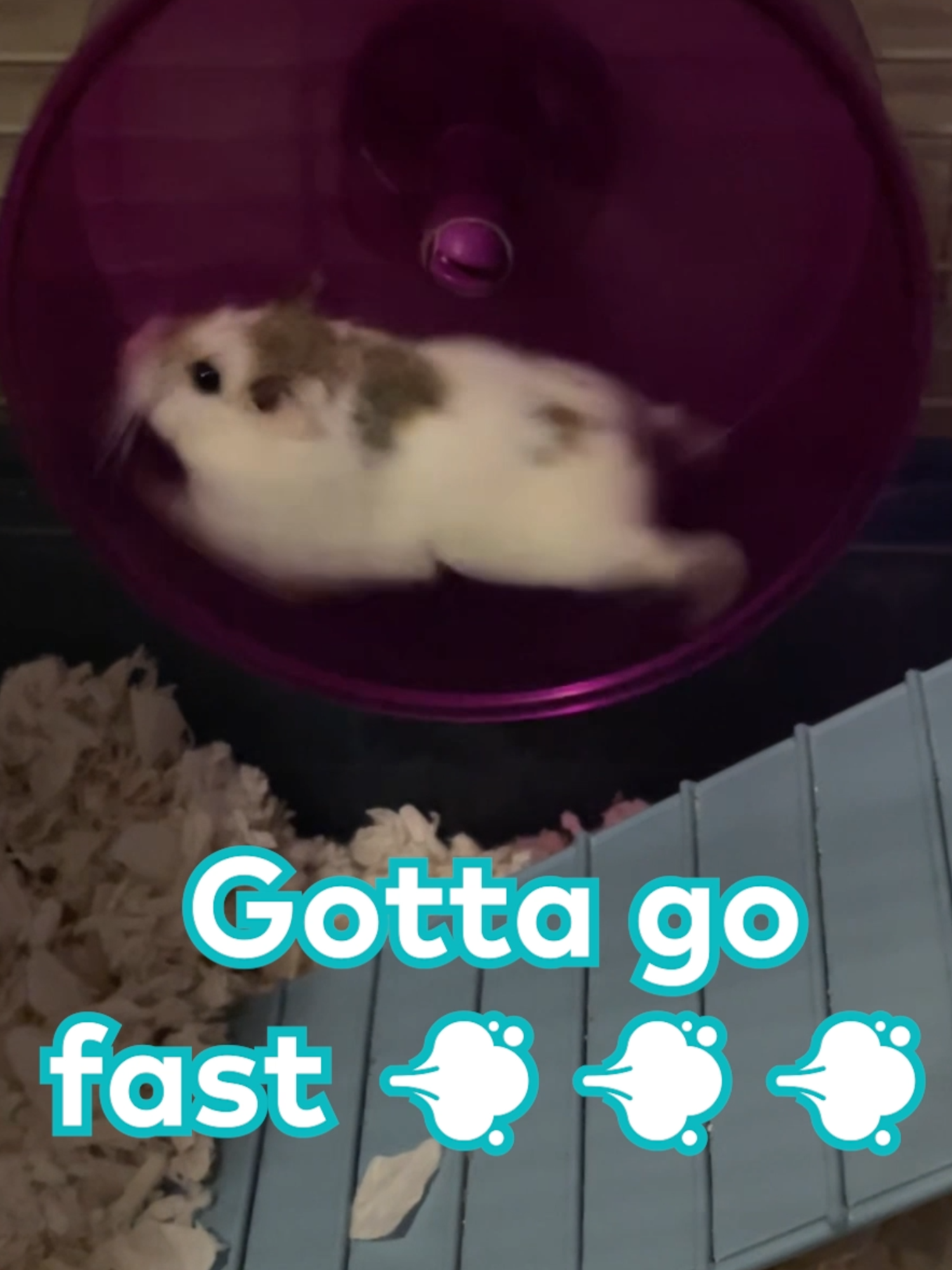 Newly discovered infinite power source ⚡💡 Licensed by ViralHog, Filmed by Marcela Jimenez #hamster #hamsterwheel #pets