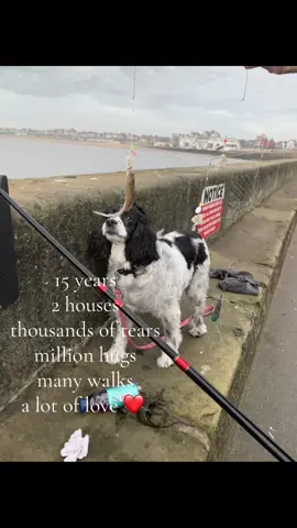 #fyp #makemefamous #tiktokgetmeviralll #viralvideo #springerspaniel 