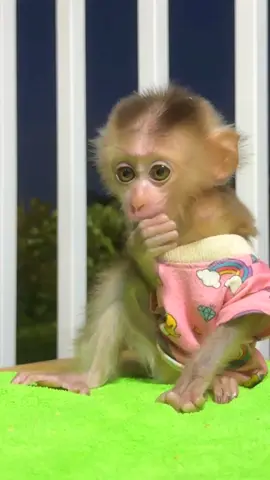 Monkeys Bringing You All the Cuteness