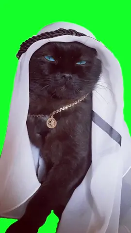 Green screen   #ArabianCat #RichCat #DubaiLifestyle #LuxuryCat #CatInDubai #BillionaireCat #FancyCat #DubaiVibes #GoldCat #CatLifeGoals #CatInfluencer #LuxuryLife #PetGoals #SpoiledCat #CatKing  @Серёжа Одуванчик 