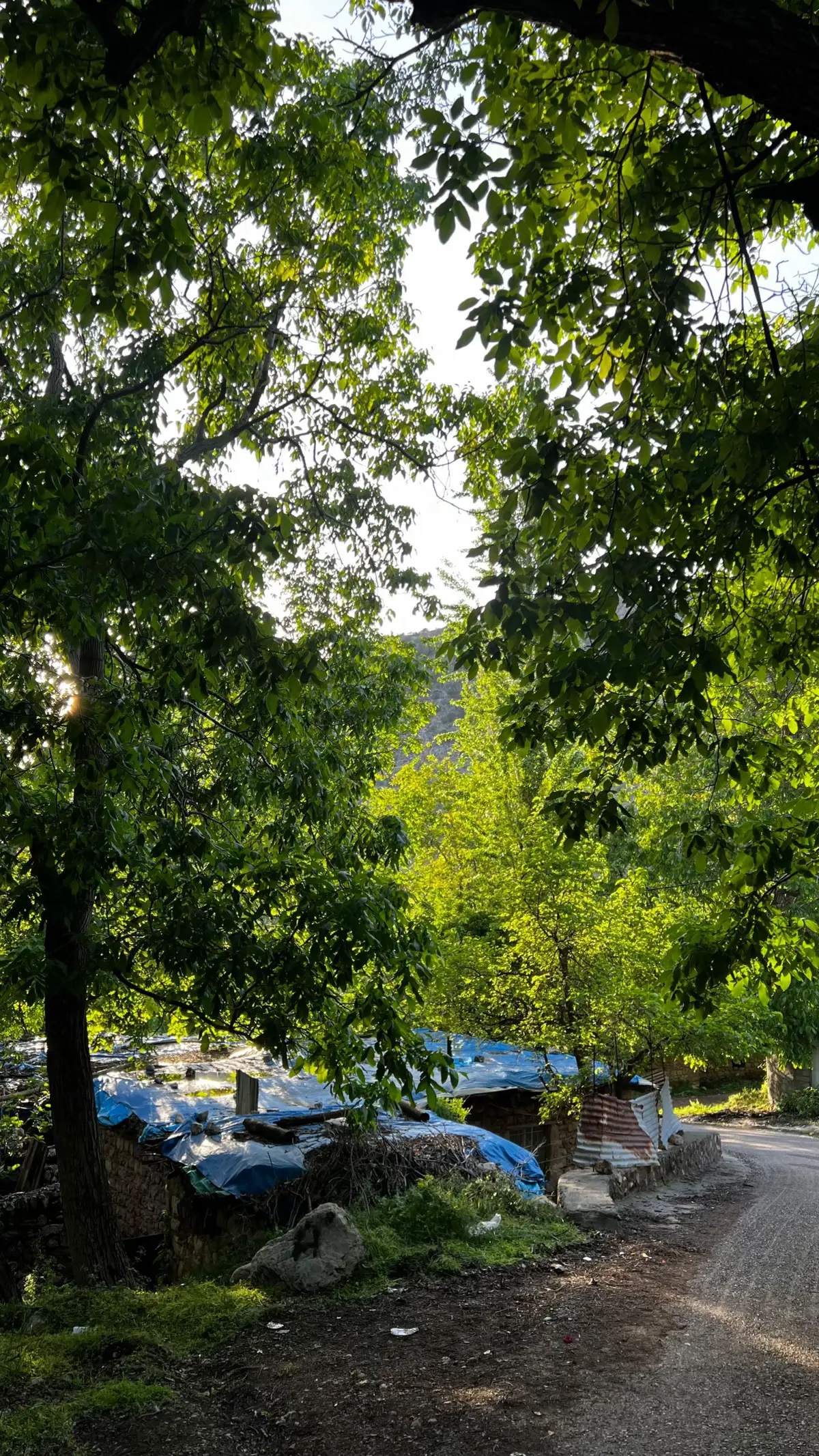 📸🌳