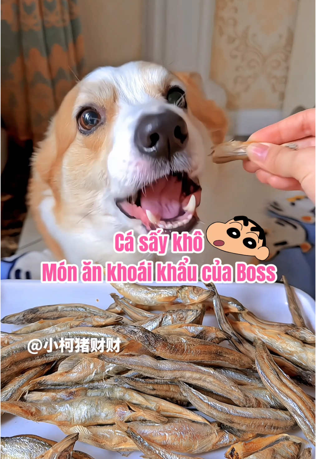 Bạn đang xem một chú chó ăn Cá sấy 😅 #corgiunan #corgiunu #casaychochomeo #catrungsaykho #catrungsaykhochomeo 