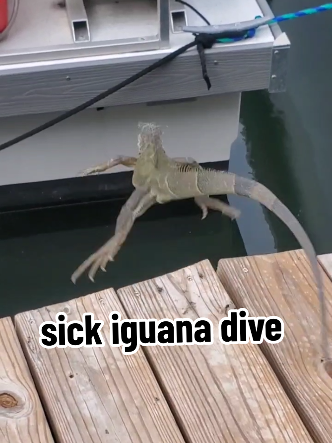 disappeared soon as he hit the water #iguana  #swandive #boatlife #escape  #floridawildlife  #disorderlyvessel 