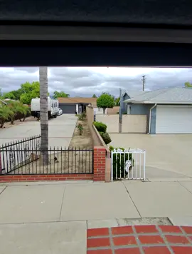 Unsecured dog and a wide open gate  Driver discord in bio🙌🏽 #fy #amazondriver #amazonda #amazondsp #deliverydriver #amazonian#yap #fyp #peak #relatable #deliverydriver #content #satire #jokes 