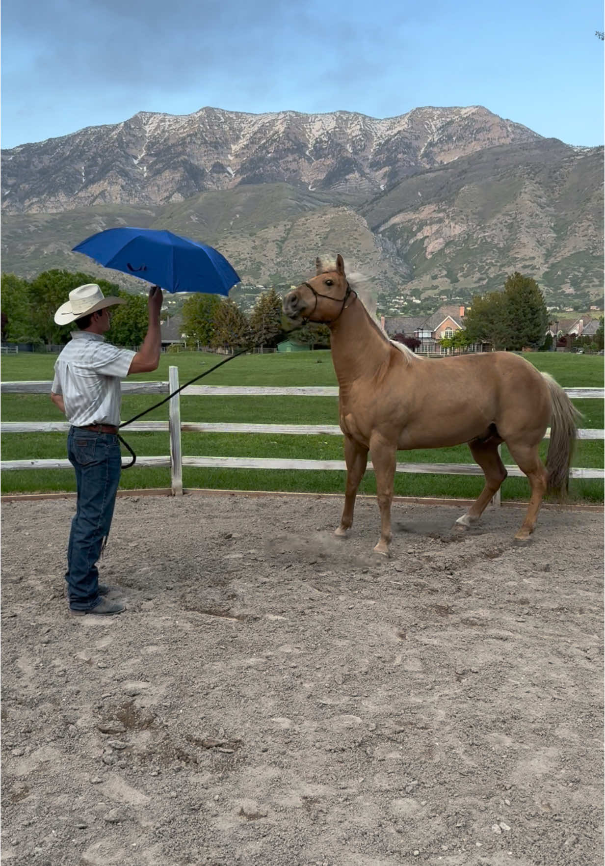 Part 3: Desensitizing day at Angel M Ranch— umbrella edition☂️@Quade #horses #farmlife #equestrian #cowboy #training 