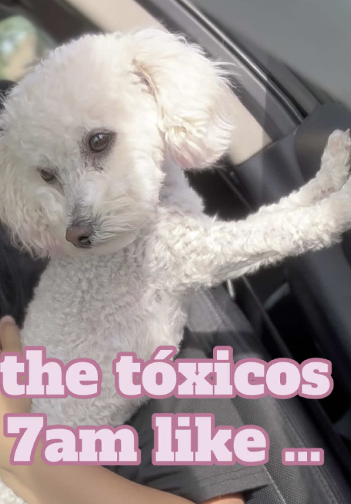 Goodmorning 🤠😹 #allforlaughs #content #fyp #lol #funny #itbelikethat #toypoodle #parati 
