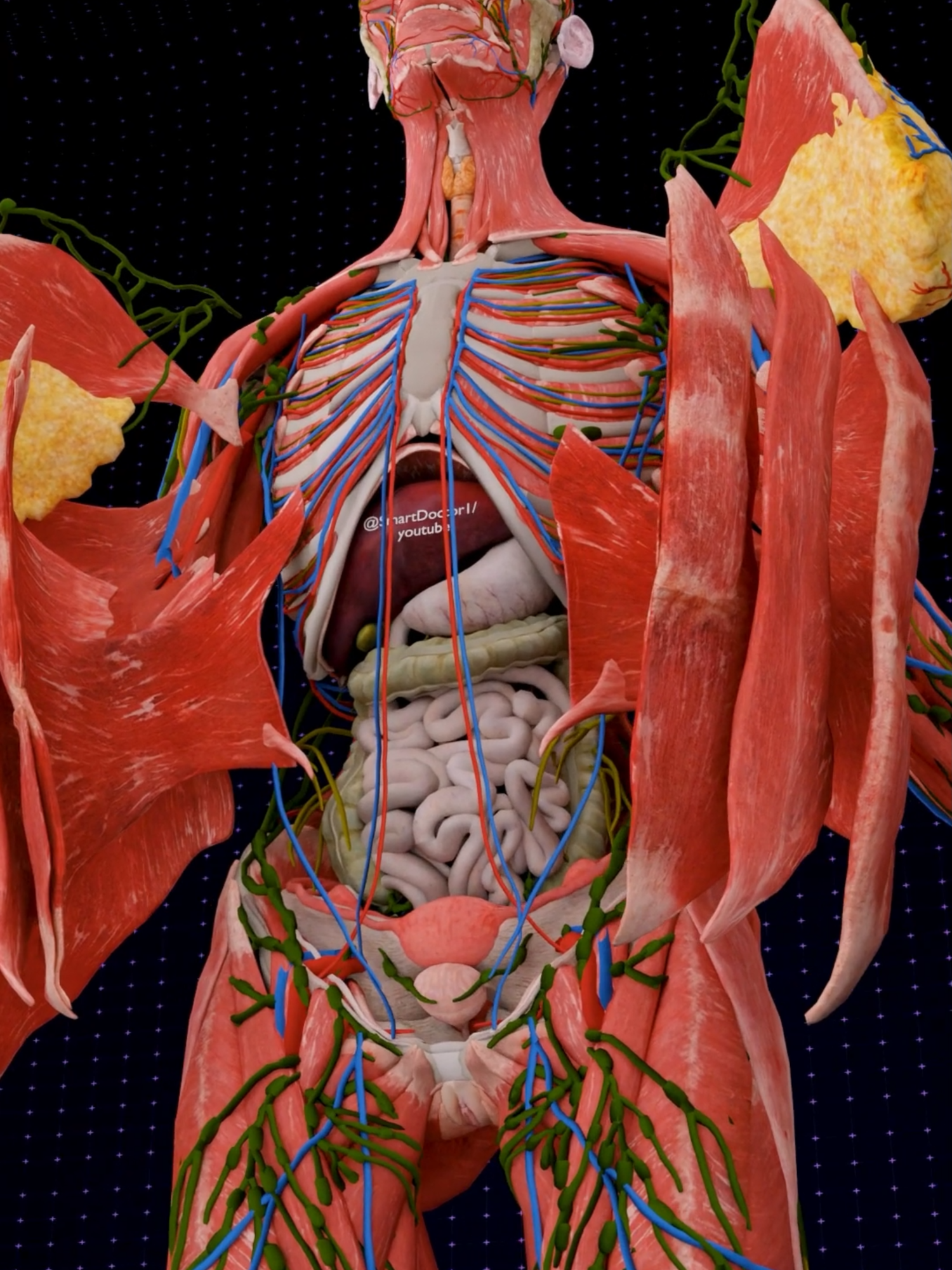 Female Anatomy: The Hidden Vastness ✨ . . The human heart is a vital organ that pumps blood throughout the body, supplying oxygen and nutrients while removing carbon dioxide and waste products. Here are some key points about the human heart: Anatomy: The heart has four chambers: two upper atria and two lower ventricles. The right side pumps deoxygenated blood to the lungs, while the left side pumps oxygenated blood to the rest of the body. Valves: There are four main valves (tricuspid, pulmonary, mitral, and aortic) that ensure unidirectional blood flow through the heart and prevent backflow. Circulation: The heart is part of the circulatory system, which includes the pulmonary circuit (to and from the lungs) and the systemic circuit (to and from the rest of the body). Electrical System: The heart has its own electrical system, including the sinoatrial (SA) node, which acts as the natural pacemaker, regulating the heartbeat. Health: Maintaining heart health is crucial, as cardiovascular diseases are leading causes of morbidity and mortality. Lifestyle factors such as diet, exercise, and avoiding smoking play a significant role in heart health. . . #smartdoctor1 #cardiology #anatomia #anatomía #education #anatomi #ANATOMY #cardio #anatomy #heartanatomy #medicina #3danimation #doctor #pregnancy #pulmonaryhypertension #pregnant #baby #gravidez #medstudent #animation