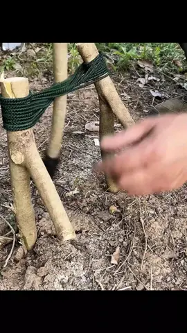 Create simple traps in the forest #traps #survival #survivaltips