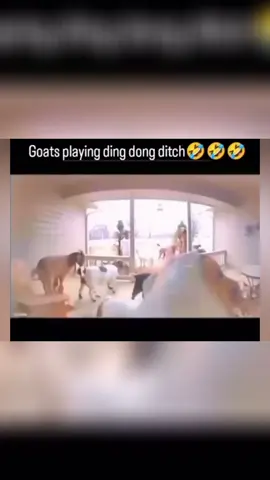 Goats Play Ding Dong Ditch... But One's a Cheater! OMG! Watch these hilarious goats hilariously play ding dong ditch and catch one of them cheating! Join us for the porch antics and unexpected hammerhead appearance. Don't forget to subscribe for more goat-filled fun! #GoatsOfYouTube #DingDongDitch #CheatingGoats #PorchAntics #FunnyAnimals #AnimalComedy #GoatLife #UnexpectedHammerhead #ViralAnimals #SubscribeNow