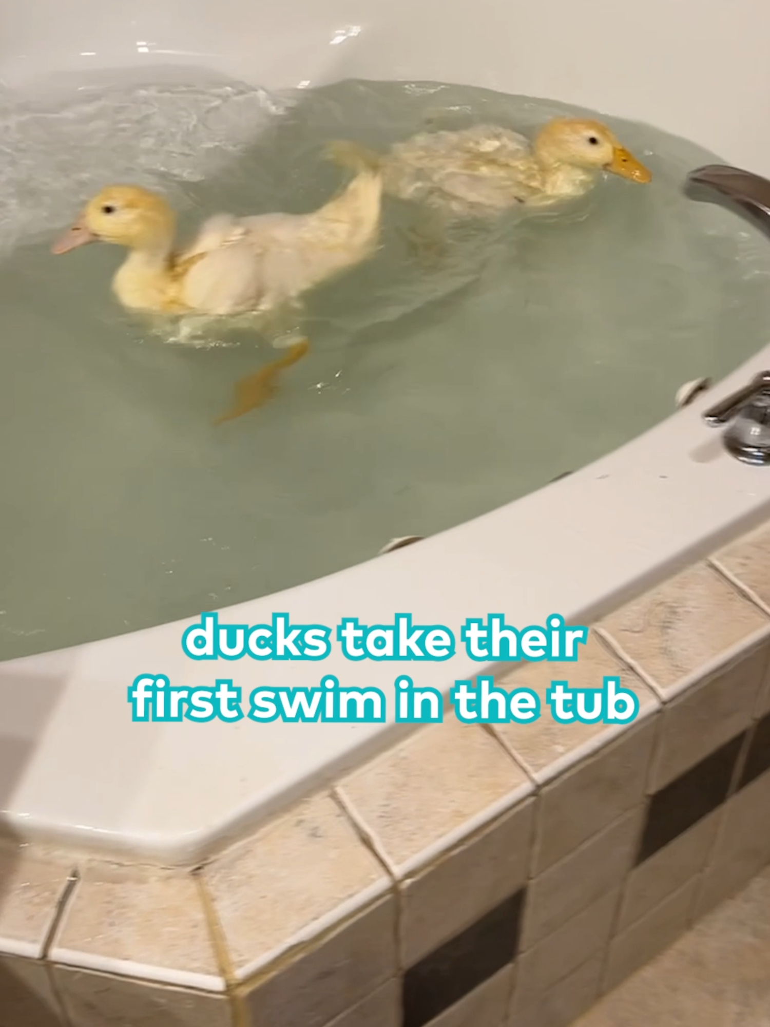 Ducklings taking their first ever swim in the tub. 🦆💦  filmed by Rachel Bruns, licensed by ViralHog