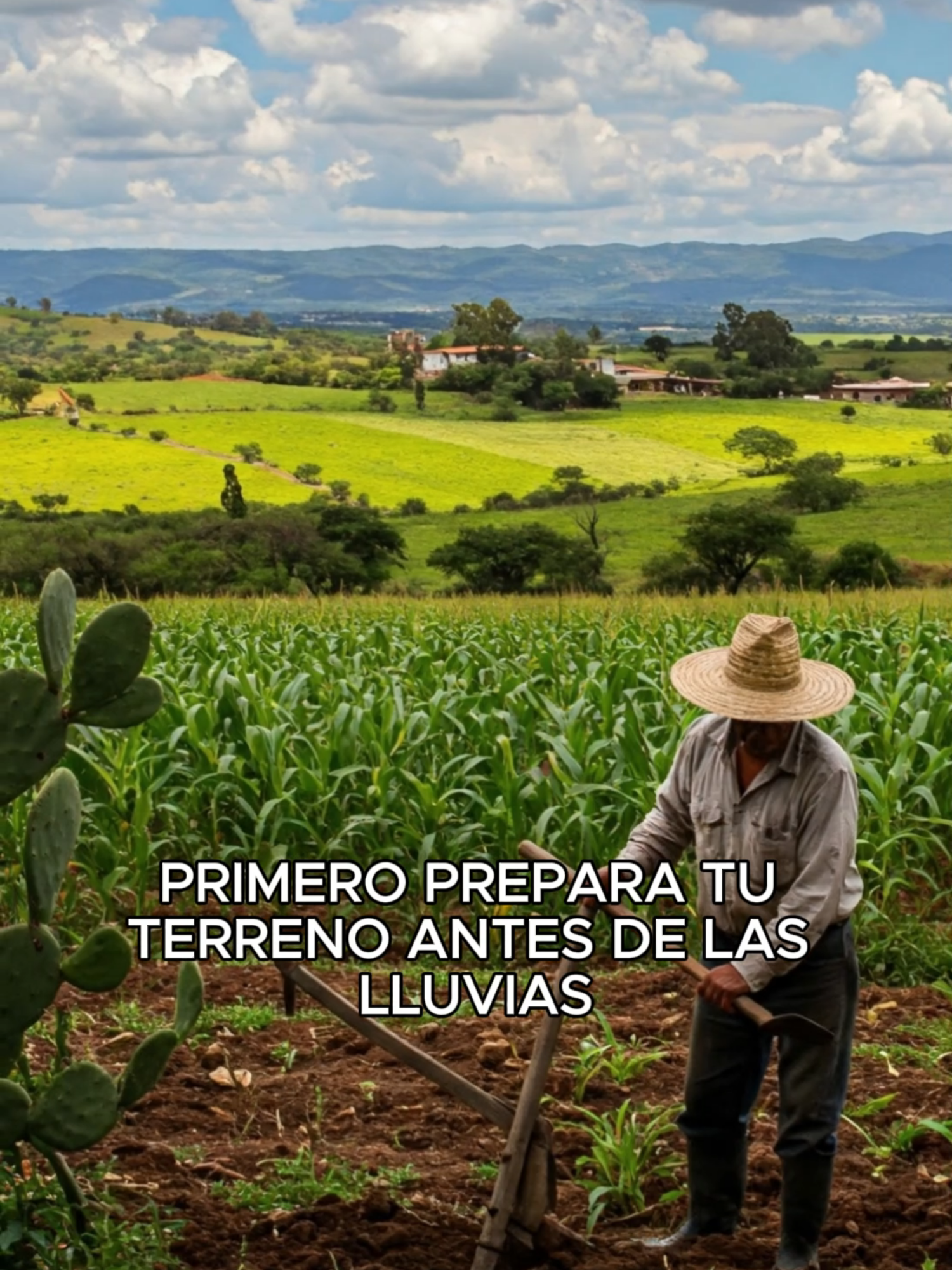 Guía para sembrar una Milpa. La milpa es un sistema vivo y autosuficiente. #agricultura