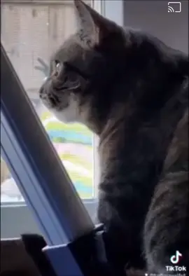 #pleaserepost #followme #catsoftiktok #foryoupage #fyp 