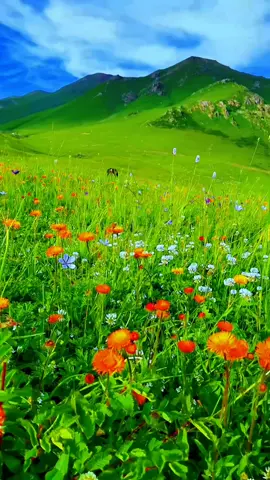 #naturalbeauty of Kashmir #fypシ゚viral🖤tiktok☆♡🦋1millionviewsmyvideo #foryou #100kviews @TiktokPakistanOfficial 