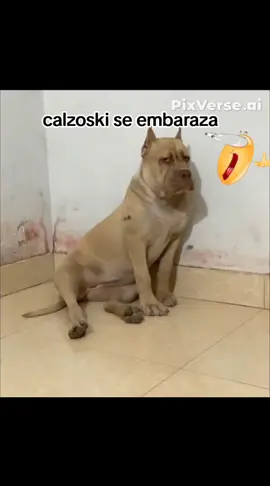 #calzoski @Calzoski 