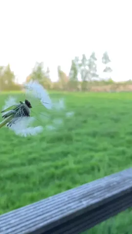 Happiness in the little things… #happinessinthelittlethings #dandelions #blowingdandelions #spring #netherlands #europe 