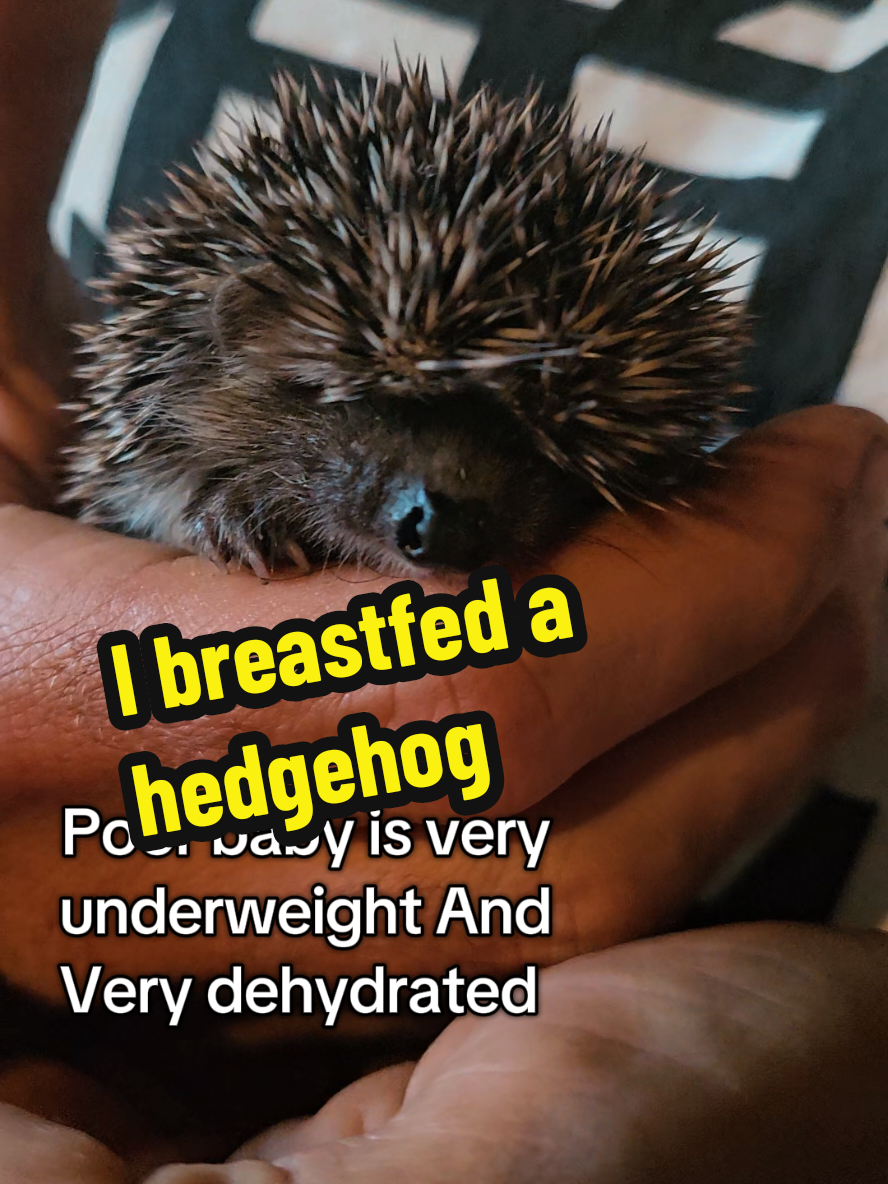 Yes I breastfed a hedgehog. Although human breastmilk would not be a good enough source of protein for long term use. It's a perfect solution for emergencies due to its easy digestability. Cows milk would give diarrhoea and possibly death. And with no access to special made substitutes. Breastmilk is a saviour. Fortunately this baby is just about old enough to eat a little as well. So we think he will be fine very soon. #hedgehogrescue #babyhedgehog #breastmilk #breastisbest #breastmilkhack #hedgehogsoftiktok #tenerife #tenerifelovers #tenerifesur #horserescuer #animalsanctuary 