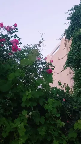 #تصويري #lavieestbelle #roses #كوكب_الشرق #رياض_السنباطي #صعبان_عليا_جفاك 