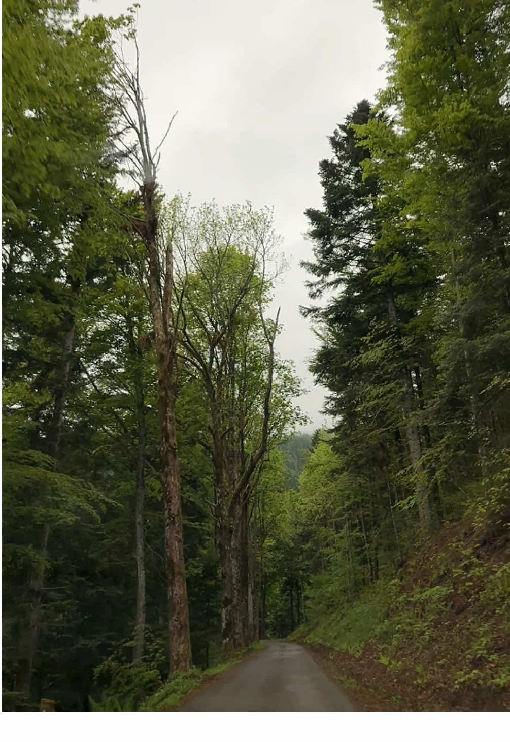 It is getting dark soon. Todays view. #nature #wood #germany #countryside #foryou #green #tree 