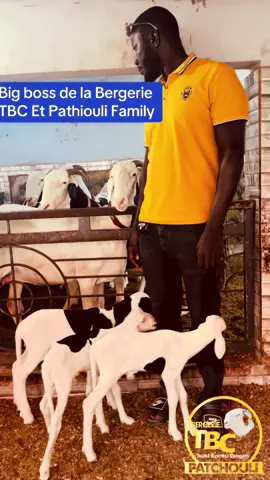 #ladoum🇸🇳 #elevage #fiara #tiktoksenegal🇸🇳 #ceb #foire #ladoum🇬🇲🇬🇲 #elevagesenegal #mouton 