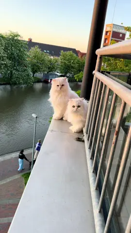 Juni bringt Leni wieder Quatsch bei 🥲 ✨ #katzenvideos #catproblems 