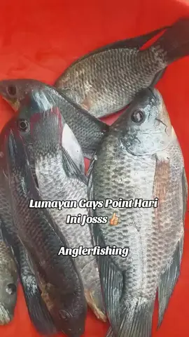 Lumayan Point Hari Ini Joss😁 #hobimancing🐟🎣 #mancingliar #fyp #jangkauanluas #mancingmania 