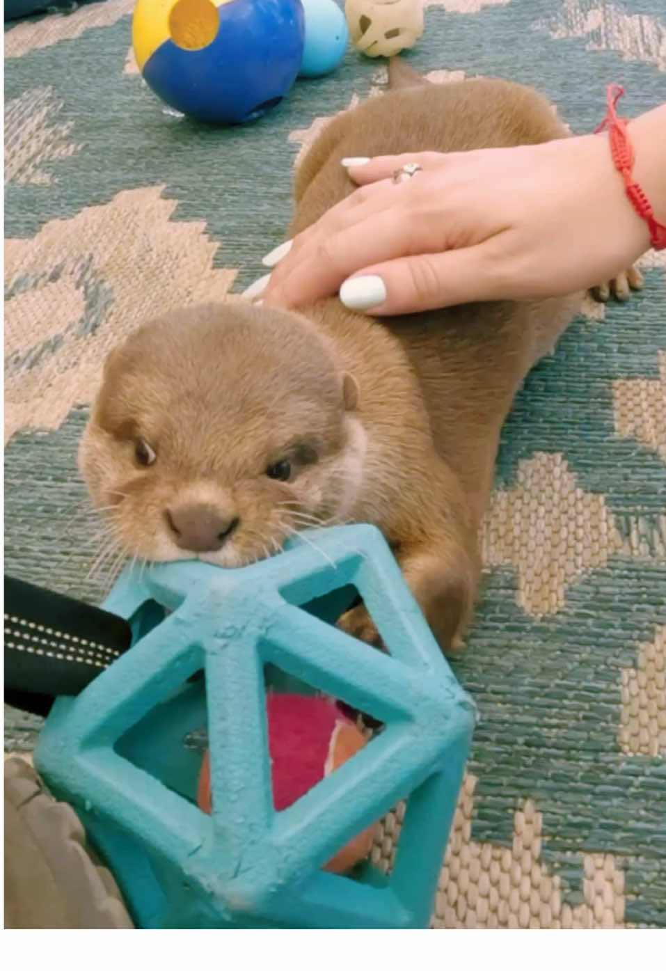 Otters are SO playful 😜 So much fun at our otter encounter🦦FOLLOW and check out my YouTube🙌#otters #cuteotters #otterencounter #cuteanimals #animaledventures 
