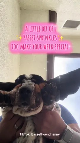 He’s so squishyyyyyyyy 🤣🩷 #bassethoundsoftiktok #bassets #fyp #bassethoundpuppy #bassethound #sebastian #squishy 