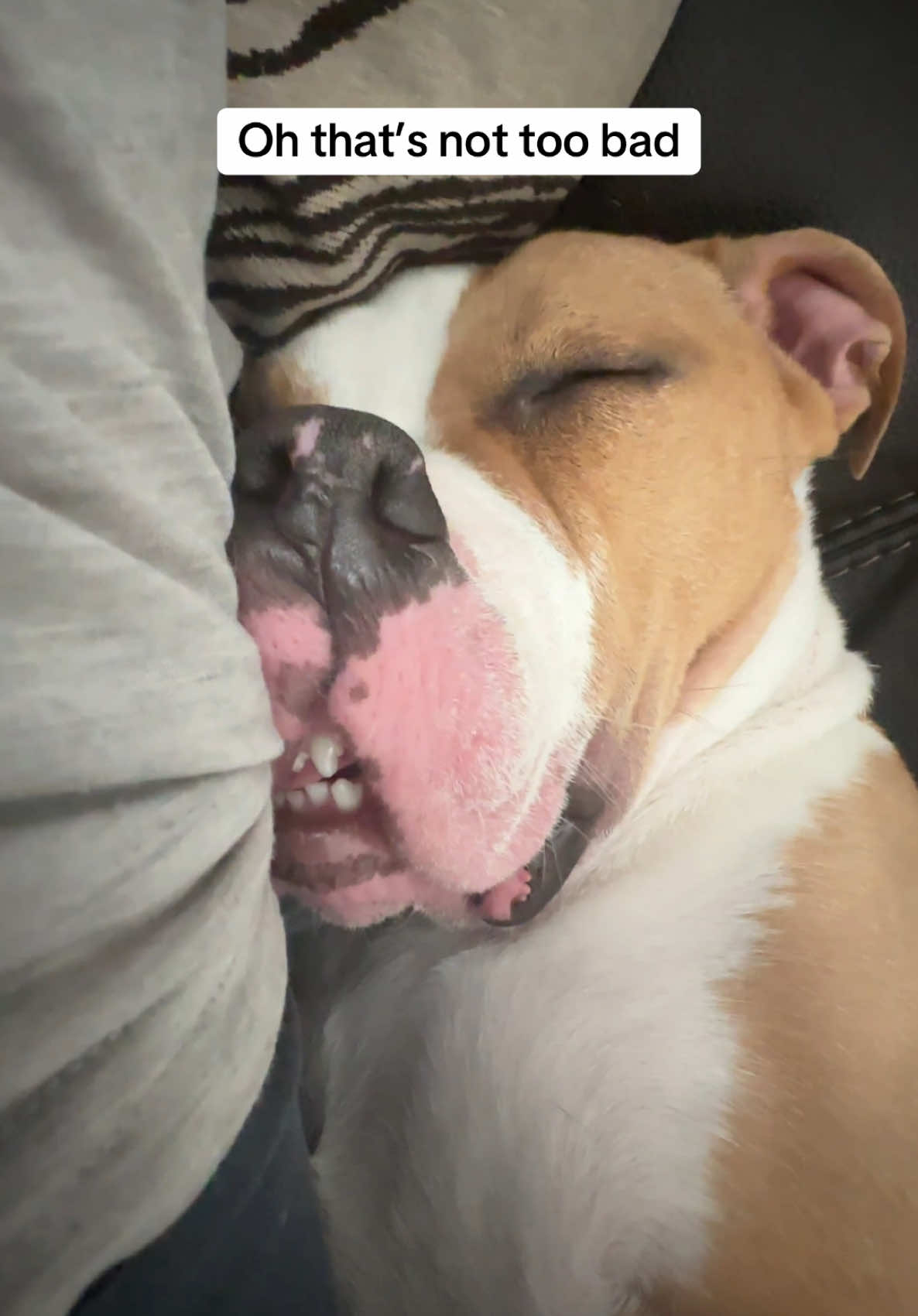 The audacity on this one 🤣 @Spot Pet Insurance #dogsoftiktok #dogtok #PetsOfTikTok #petinsurance #funnydogs #cutedogs #dogmom 