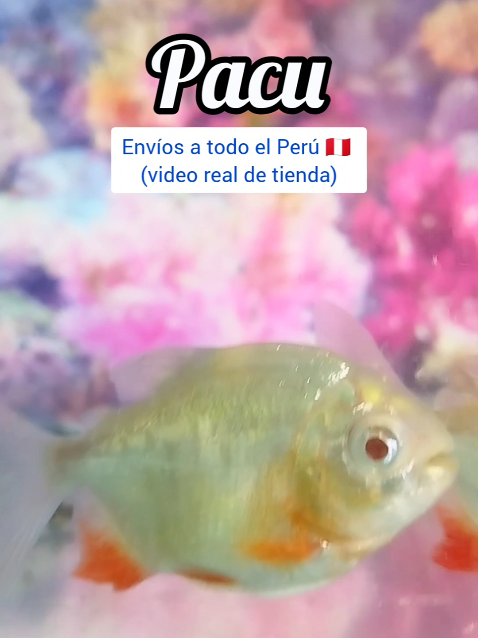 🐟 ¡Pacús listos para tu acuario! Ideales para acuarios grandes, súper activos y ¡comen de todo! 🔥 Solo por hoy tenemos precios especiales. 📩 Escríbenos directo para saber disponibilidad y separar los tuyos. 👇 ¿Ya tienes uno? Cuéntanos tu experiencia en los comentarios. #Pacus #AcuarioPeru #PecesExoticos #VentaDePeces #TikTokPeces #AcuarismoPeruano