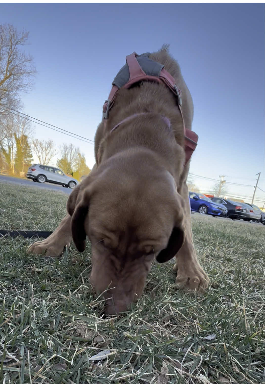 why do my dogs go so hard eating dirt?! Not even just grass, but like, full on dirt/mud mouthfuls 🥲  #dogoftt #labsoftiktok 