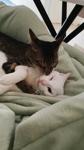 Um casal que se ama! #gatos #gato #amor #casal #foryoupage 