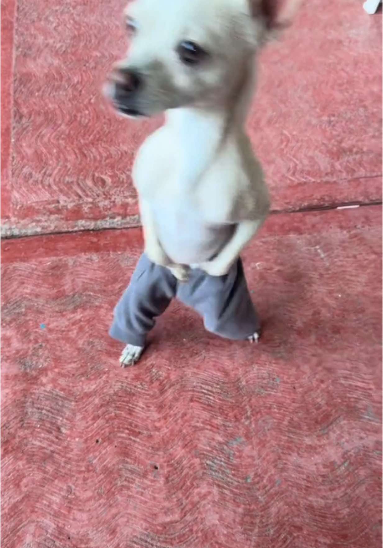 😱😍#fypシ゚ #paratii #perros #perritos #chihuahua #comotepusisteesosjeans #dog #mascotas #perrijos #videoviral 