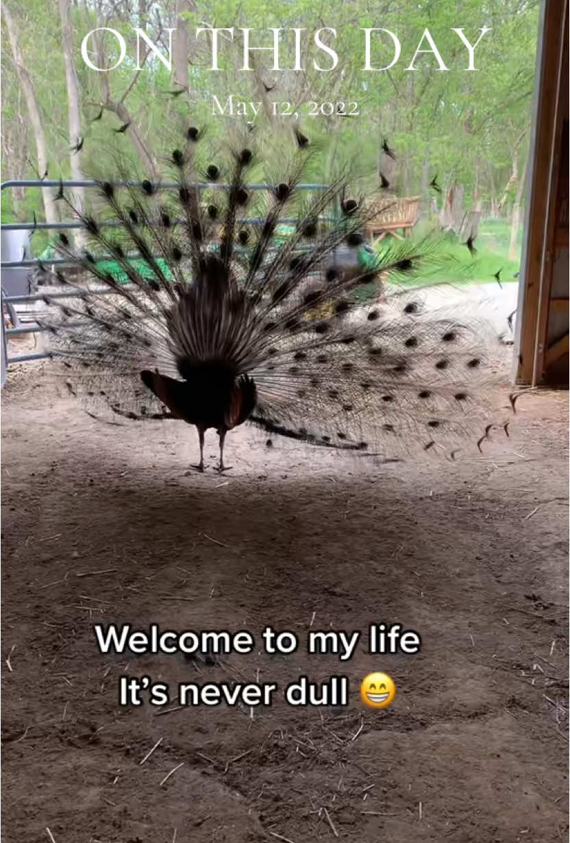 #onthisday #birds #birdsoftiktok #peacock #farmlife 