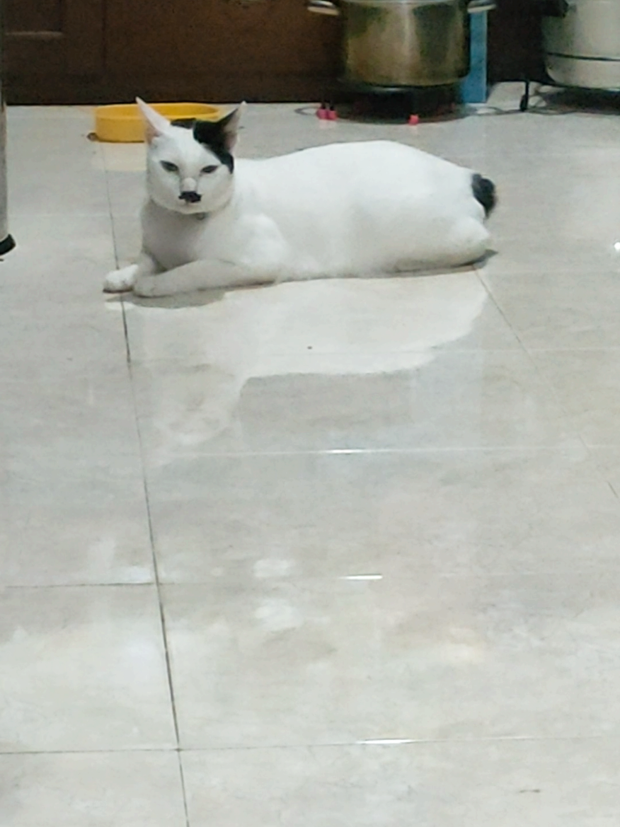 pagi2 bangun tidur do nglaras di lantai, masih ngantuk gaes.. #catlovers #fypシ #ozili #catler #bruwes #happydays 