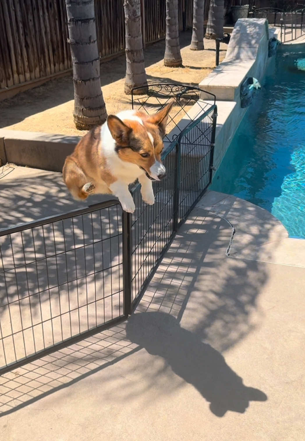 a fresh batch of Goldie hops 😆  #dogjumping #PetsOfTikTok #petchallenge #funnydog #doglife #cutedogs #doglovers #corgisoftiktok #corgis #dogsoftiktok #corgilife #corgilove #corgifamily #doglifestyle #corgijump #creatorsearchinsights 