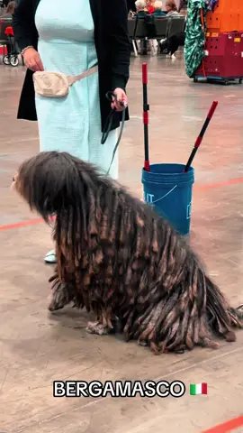 One of the Top 10 #AKC Rarest Dog Breeds #bergamasco #pastorebergamasco #rarebreed #raredogbreed #americankennelclub #worlddogshow #dogshow