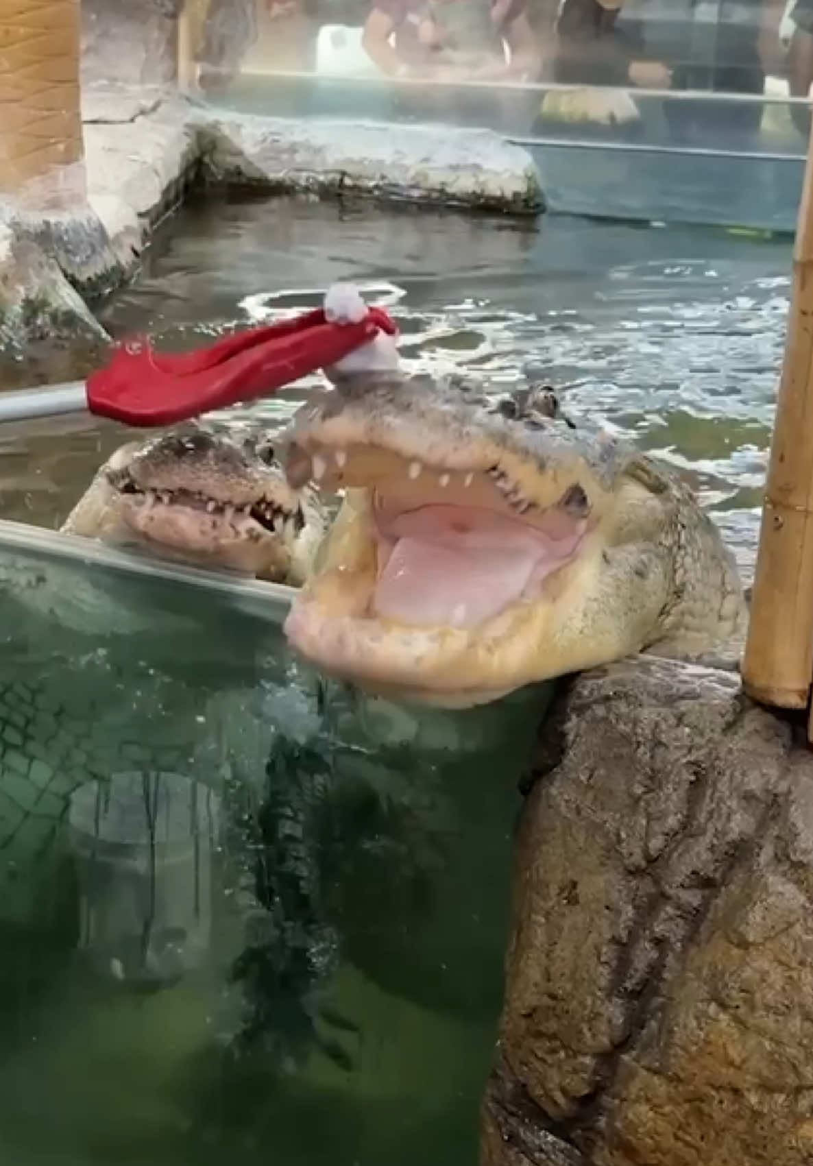 They broke my Tongs!!!😳 hand my good friend Osama visiting from Saudi Arabia and wow these Gators were feeling extra rambunctious today😅 They couldn’t even wait for me to full open the glass😮 This is a perfect example of why Gators are invasive species and are not like any other house pet😂 These guys are extremely powerful and unpredictable, especially if its feeding time🍽️ You never really know what your going to get and thats why I always gotta be on my toes when dealing with these two and any wild animal as well😁