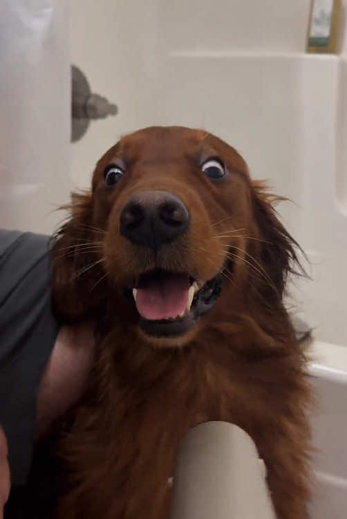 Dog doesn’t want to take a bath😂🐕#dogsoftiktokc #cuted #TikTok #cute #guarddog 