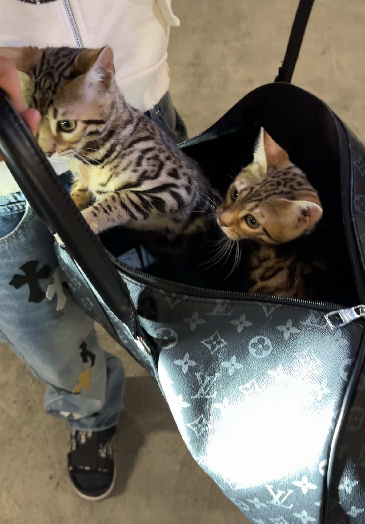 Cat in the bag #bengalcat #bengalkitten #leopardcat #snowbengal #fyppp 